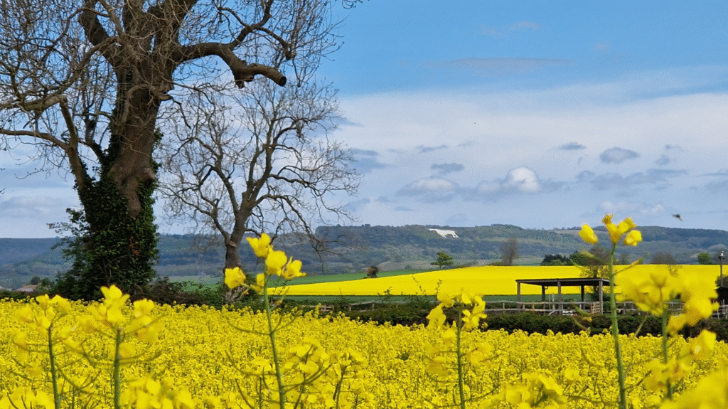 Gorgeous spring view including rape fields